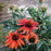 Coneflower, Cheyenne Spirit Echinacea, Coneflower
