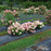 Hydrangea, Proven Winners® Fire Light Tidbit® Hydrangea