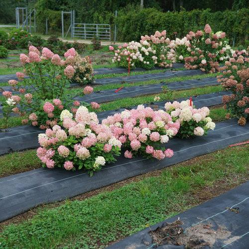 Hydrangea, Proven Winners® Fire Light Tidbit® Hydrangea