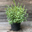 Hypericum frondosum 'Sunburst'  - Sunburst St. John's Wort