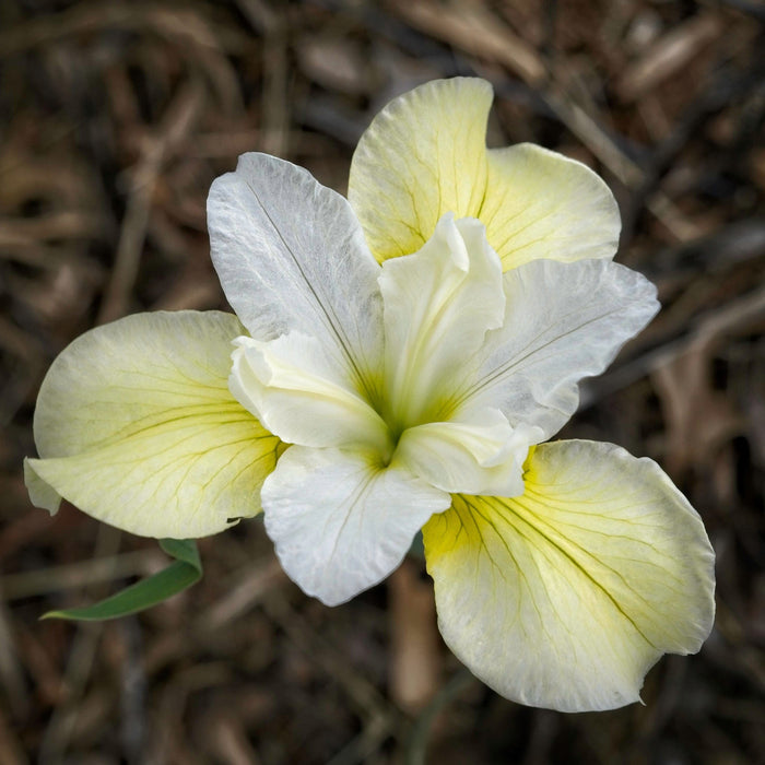 Iris, Butter and Sugar Siberian Iris