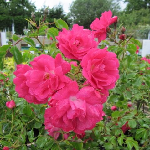 Rose, Flower Carpet® Pink Supreme Rose