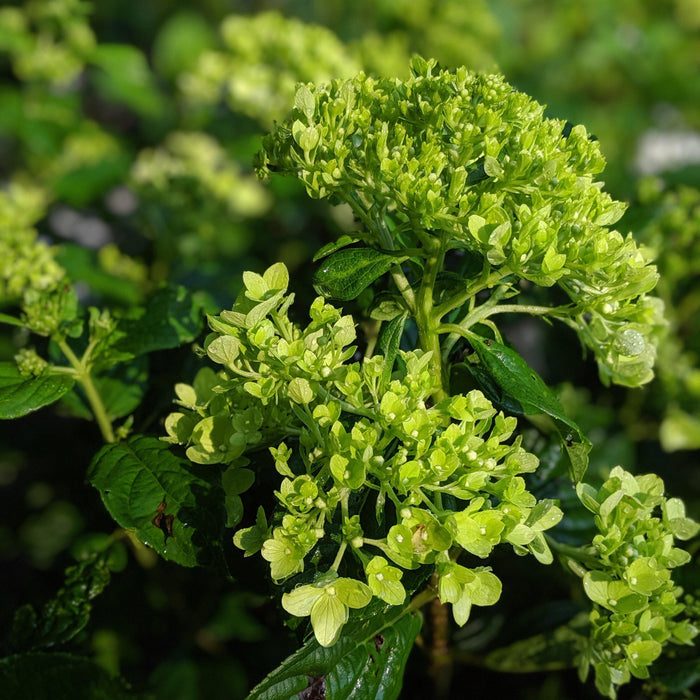 Hydrangea, Proven Winners® Little Lime® Hydrangea