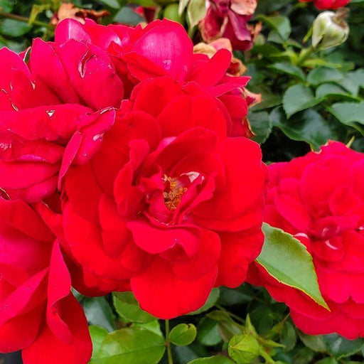 Rose, Paint The Town Rose
