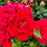 Rose, Paint The Town Rose