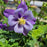 Columbine, Earlybird™ Purple Blue Columbine