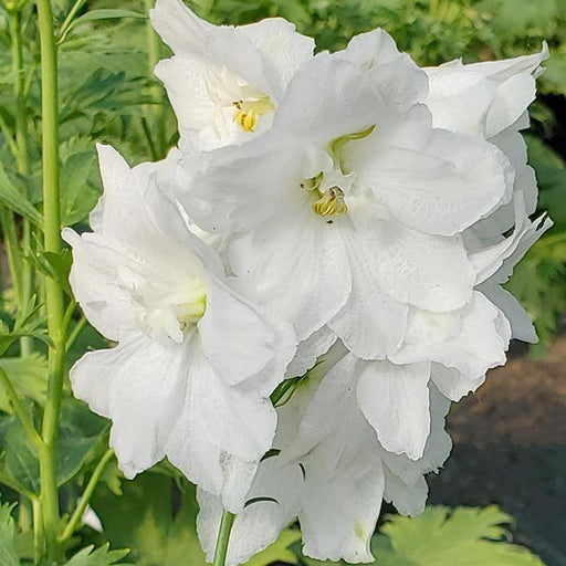 Delphinium, Guardian White Delphinium