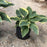 Hosta, First Frost Hosta