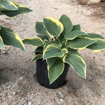 Hosta, First Frost Hosta