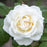 Rose, Icecap™ Rose