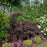Spirea, Glow Girl® Birchleaf Spirea