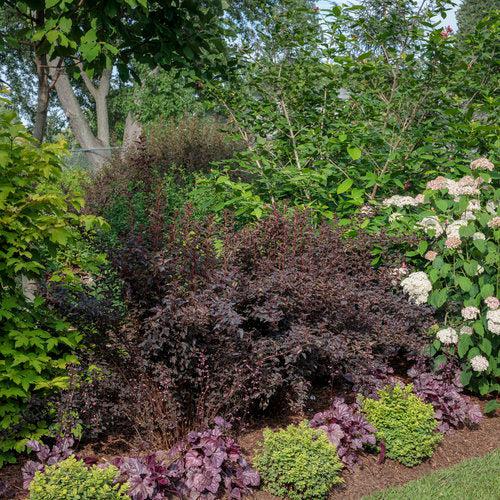 Spirea, Glow Girl® Birchleaf Spirea