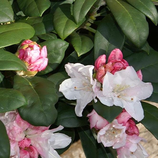 Rhododendron, Yaku Princess Rhododendron