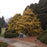 Cypress, Golden Sawara Cypress