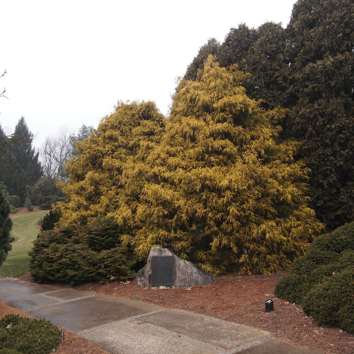 Cypress, Golden Sawara Cypress