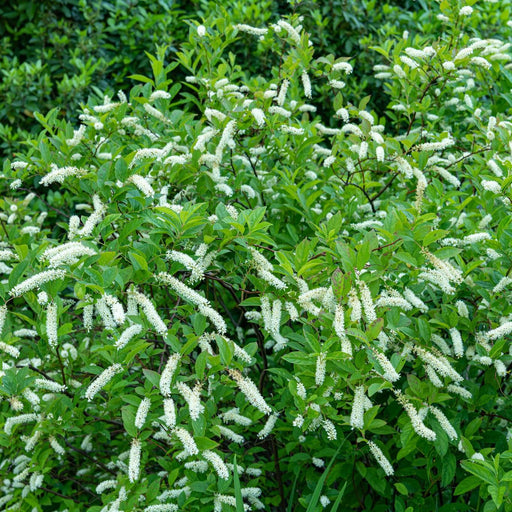 Itea virginica 'Bailteaone'  - First Editions® Love Child® Sweetspire