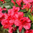 Azalea, Girard's Crimson Azalea