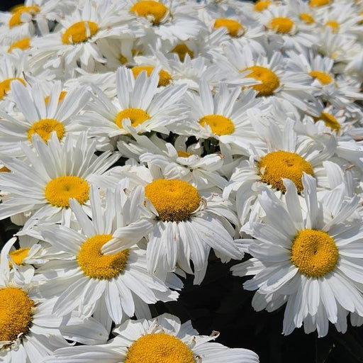 Shasta Daisy, Spoonful of Sugar Shasta Daisy