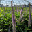 Culver's Root, Red Arrow Culver's Root