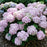 Hydrangea, Wee Bit Innocent® Hydrangea