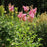 Queen of the Prairie, Venusta Queen of the Prairie