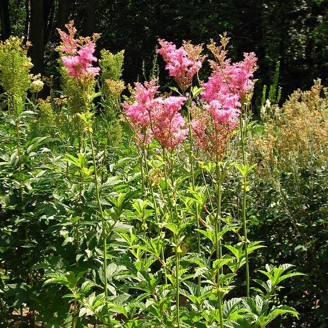 Queen of the Prairie, Venusta Queen of the Prairie