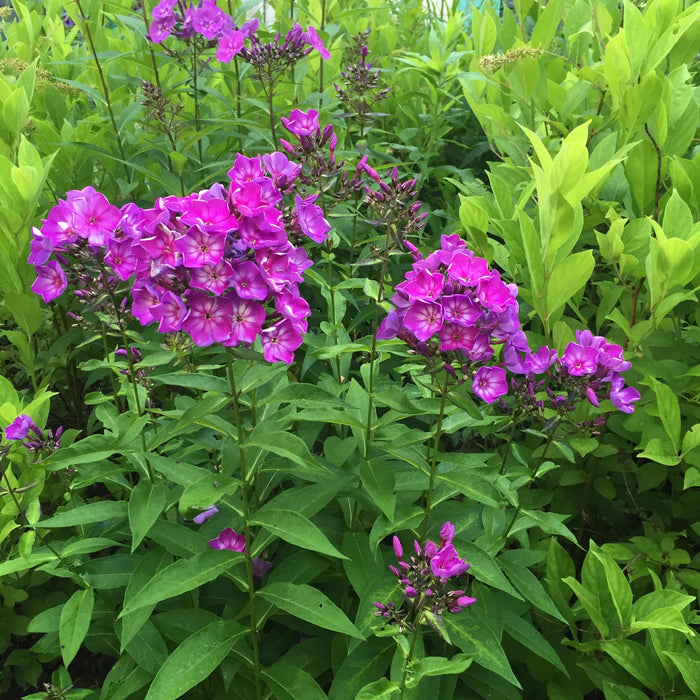 Phlox, First Editions® Grape Lollipop™ Phlox