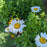 Shasta Daisy, Becky Shasta Daisy