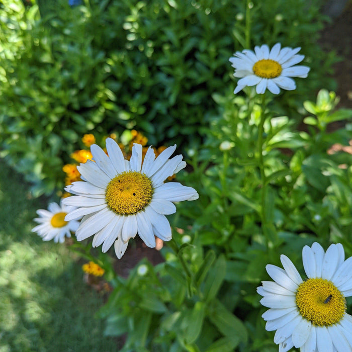 Shasta Daisy, Becky Shasta Daisy