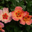 Rosa x 'ChewEyesUp'  - Ringo All-Star™ Rose