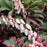 Andromeda, Mountain Fire Pieris