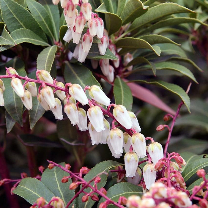 Andromeda, Mountain Fire Pieris