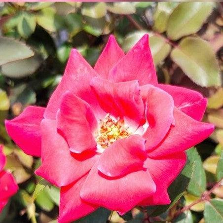 Rose, Double Knock Out® Rose