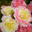 Rose, Easy Elegance® Music Box Rose