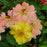 Rose, Color Cocktail™ Rose
