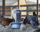 Heated Base for Poultry Waterer