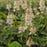 Foamflower, Fingerpaint Foam Flower