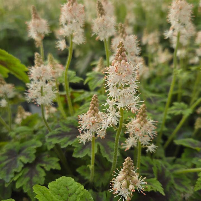 Foamflower, Fingerpaint Foam Flower