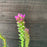 Gayfeather, Marsh Blazing Star, Gayfeather