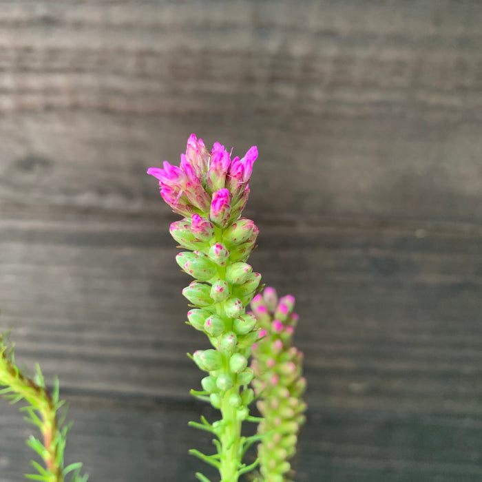Gayfeather, Marsh Blazing Star, Gayfeather