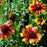 Blanket Flower, Arizona Sun Blanket Flower