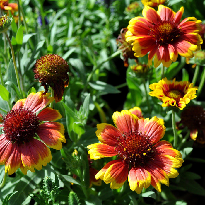 Blanket Flower, Arizona Sun Blanket Flower
