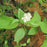 Dogwood, Cardinal Dogwood