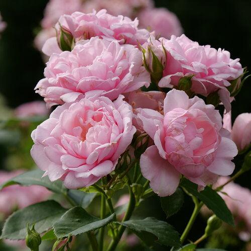 Rose, Color Choice® Reminiscent® Pink Rose