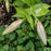 Lily, Casa Blanca Oriental Lily
