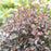 Ninebark, Summer Wine® Black Ninebark