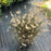 Grass, Hameln Fountain Grass