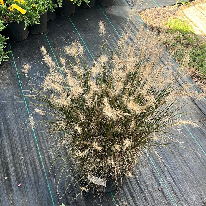 Grass, Hameln Fountain Grass