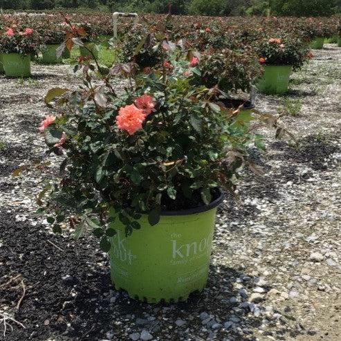 Rose, Coral Drift® Rose
