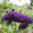 Butterfly Bush, Black Knight Butterfly Bush